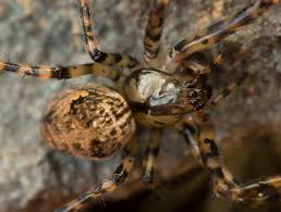 Attēlu rezultāti vaicājumam “Metellina merianae”