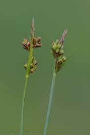 Attēlu rezultāti vaicājumam “Carex pilulifera”