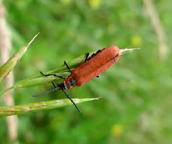Attēlu rezultāti vaicājumam “Lygistopterus sanguineus”