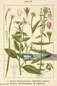 Attēlu rezultāti vaicājumam “Epilobium roseum leaf”