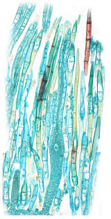 Attēlu rezultāti vaicājumam “Mnium”