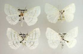 Attēlu rezultāti vaicājumam “Cabera pusaria female”