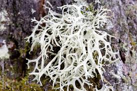 Attēlu rezultāti vaicājumam “Usnea hirta”