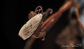 Attēlu rezultāti vaicājumam “Pelosia muscerda”