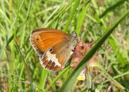 Attēlu rezultāti vaicājumam “Coenonympha arcania underside”