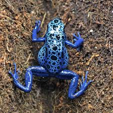 Image result for blauer baumsteiger