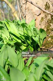 Attēlu rezultāti vaicājumam “Allium ursinum fruit”