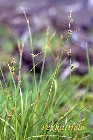 Attēlu rezultāti vaicājumam “Carex globularis flower”