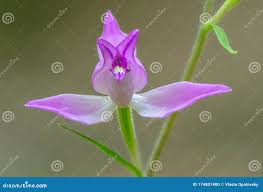 Attēlu rezultāti vaicājumam “Cephalanthera rubra leaf”