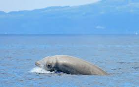 Image result for Ziphius cavirostris