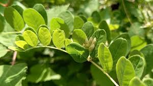 Attēlu rezultāti vaicājumam “Astragalus glycyphyllos leaf”