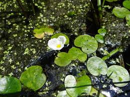 Attēlu rezultāti vaicājumam “Hydrocharis morsus-ranae fruit”