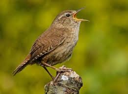 Attēlu rezultāti vaicājumam “Troglodytes troglodytes adult”
