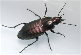 Attēlu rezultāti vaicājumam “Poecilus cupreus”