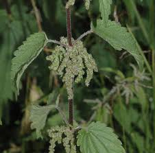 Attēlu rezultāti vaicājumam “Urticaceae”