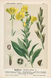 Attēlu rezultāti vaicājumam “Oenothera biennis”