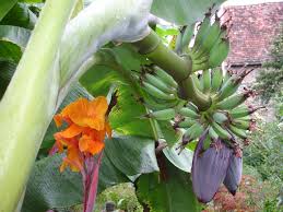 Bananen im Garten - Bild \u0026amp; Foto von Roland Reineck aus Früchte und ...