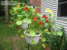 Image result for Tropaeolum minus