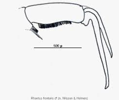 Attēlu rezultāti vaicājumam “Rhantus frontalis”