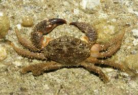 Image result for Eriphia verrucosa