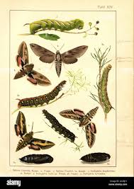 Attēlu rezultāti vaicājumam “Geocrypta galii”