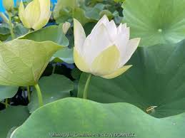 Attēlu rezultāti vaicājumam “Lotus sp. flower”