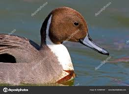 Attēlu rezultāti vaicājumam “Anas acuta male”