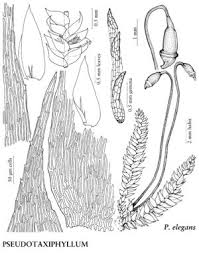 Attēlu rezultāti vaicājumam “Pseudotaxiphyllum elegans”