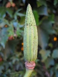 Attēlu rezultāti vaicājumam “Liriodendron tulipifera fruit”