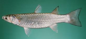 Image result for Mugil liza