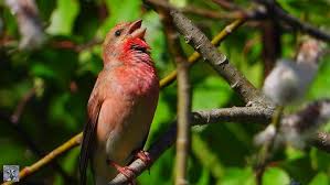 Attēlu rezultāti vaicājumam “Carpodacus erythrinus”