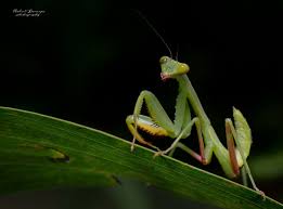 Attēlu rezultāti vaicājumam “Mantis religiosa”