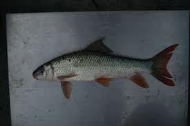 Image result for Moxostoma macrolepidotum