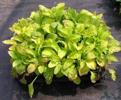 Attēlu rezultāti vaicājumam “Silene dioica leaf”