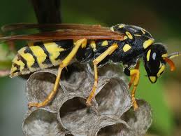 Image result for East Kilbride Wasps