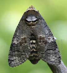 Attēlu rezultāti vaicājumam “Cossus cossus imago”