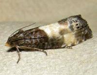 Attēlu rezultāti vaicājumam “Notocelia cynosbatella”