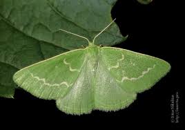 Attēlu rezultāti vaicājumam “Thetidia smaragdaria”