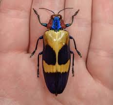 Attēlu rezultāti vaicājumam “Buprestidae”