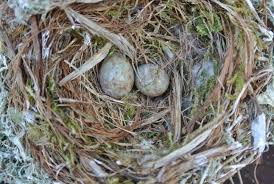 Attēlu rezultāti vaicājumam “Muscicapa striata nest”
