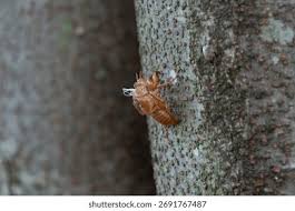 Attēlu rezultāti vaicājumam “exuvia”