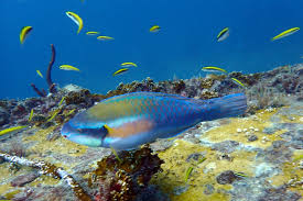 Image result for Scarus taeniopterus