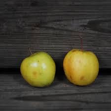 Attēlu rezultāti vaicājumam “Malus prunifolia”