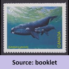 Image result for Eubalaena glacialis