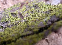 Attēlu rezultāti vaicājumam “Chaenotheca chlorella”