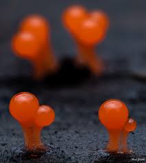 Attēlu rezultāti vaicājumam “Hemitrichia decipiens var. hemitrichoides spores”