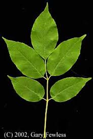 Attēlu rezultāti vaicājumam “Fraxinus”