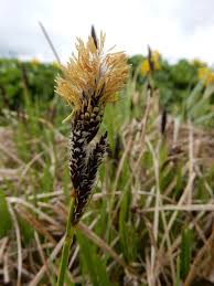 Attēlu rezultāti vaicājumam “Carex cespitosa”