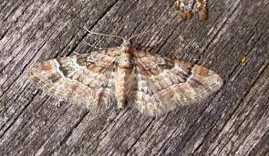 Attēlu rezultāti vaicājumam “Gymnoscelis rufifasciata”