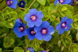 Image result for Anagallis arvensis